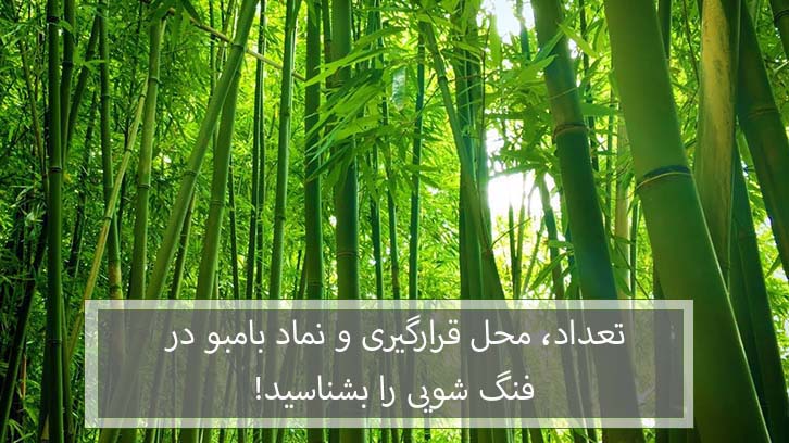 بامبو در فنگ شویی نماد چه چیزی می باشد